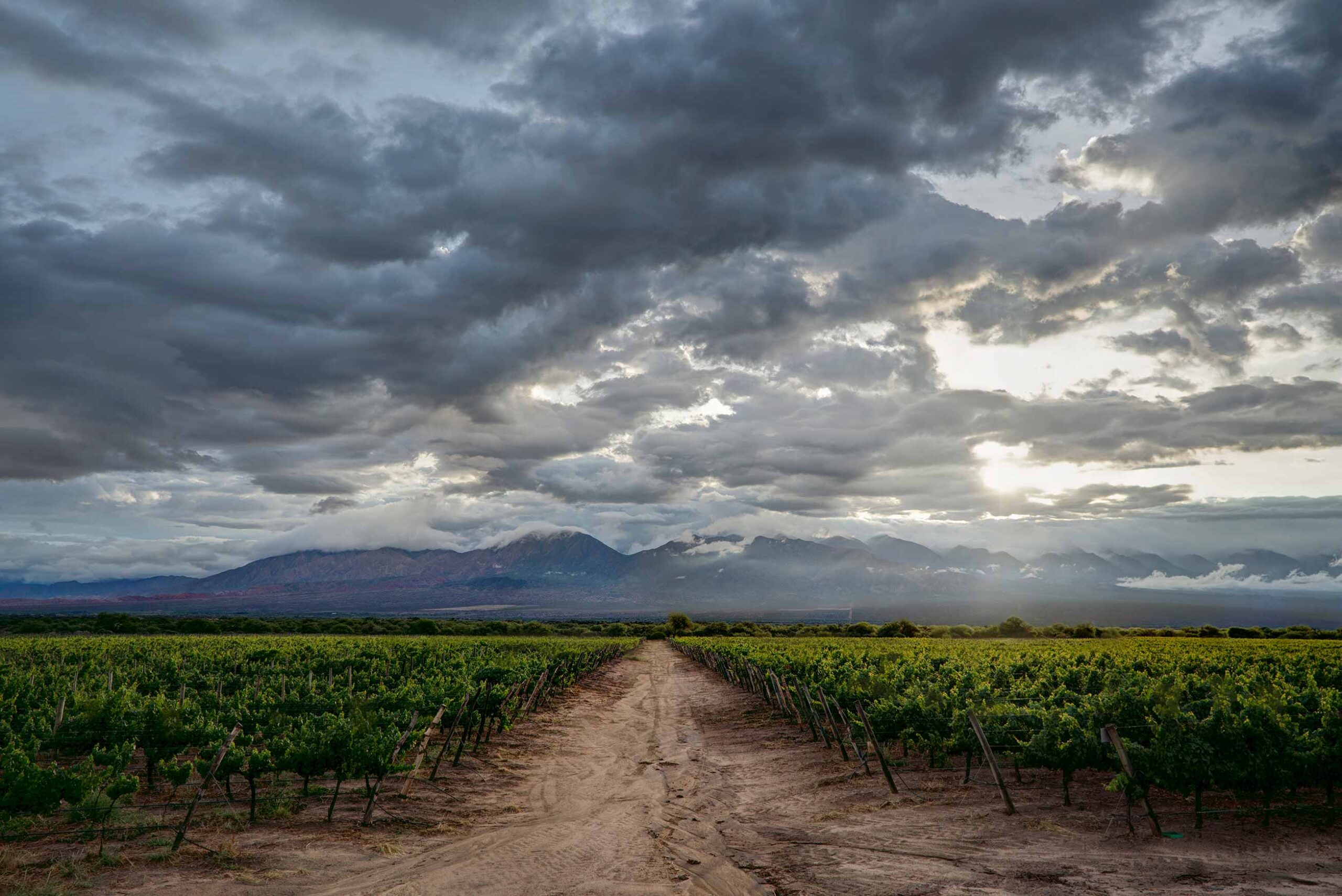 Etchart Assemblage, la expresión más pura del terroir cafayateño