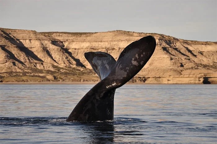 Puerto Madryn, el tesoro patagónico para visitar