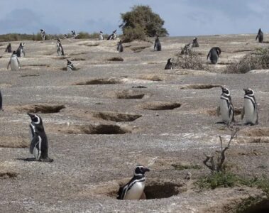 Puerto Madryn, el tesoro patagónico para visitar