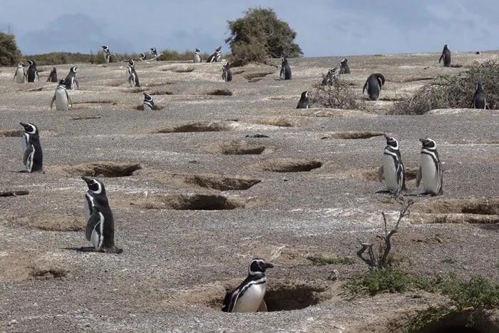 Puerto Madryn, el tesoro patagónico para visitar